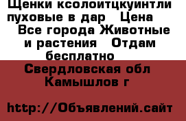 Щенки ксолоитцкуинтли пуховые в дар › Цена ­ 1 - Все города Животные и растения » Отдам бесплатно   . Свердловская обл.,Камышлов г.